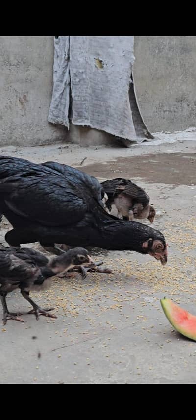 Aseel Male Female & Pathy Urgent Sale