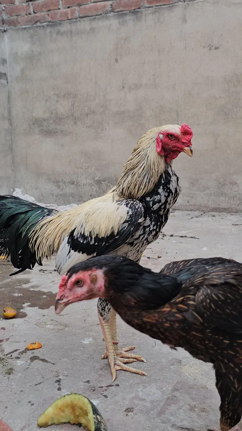 Pure Aseel Ugent Sale Breeder — photo 3