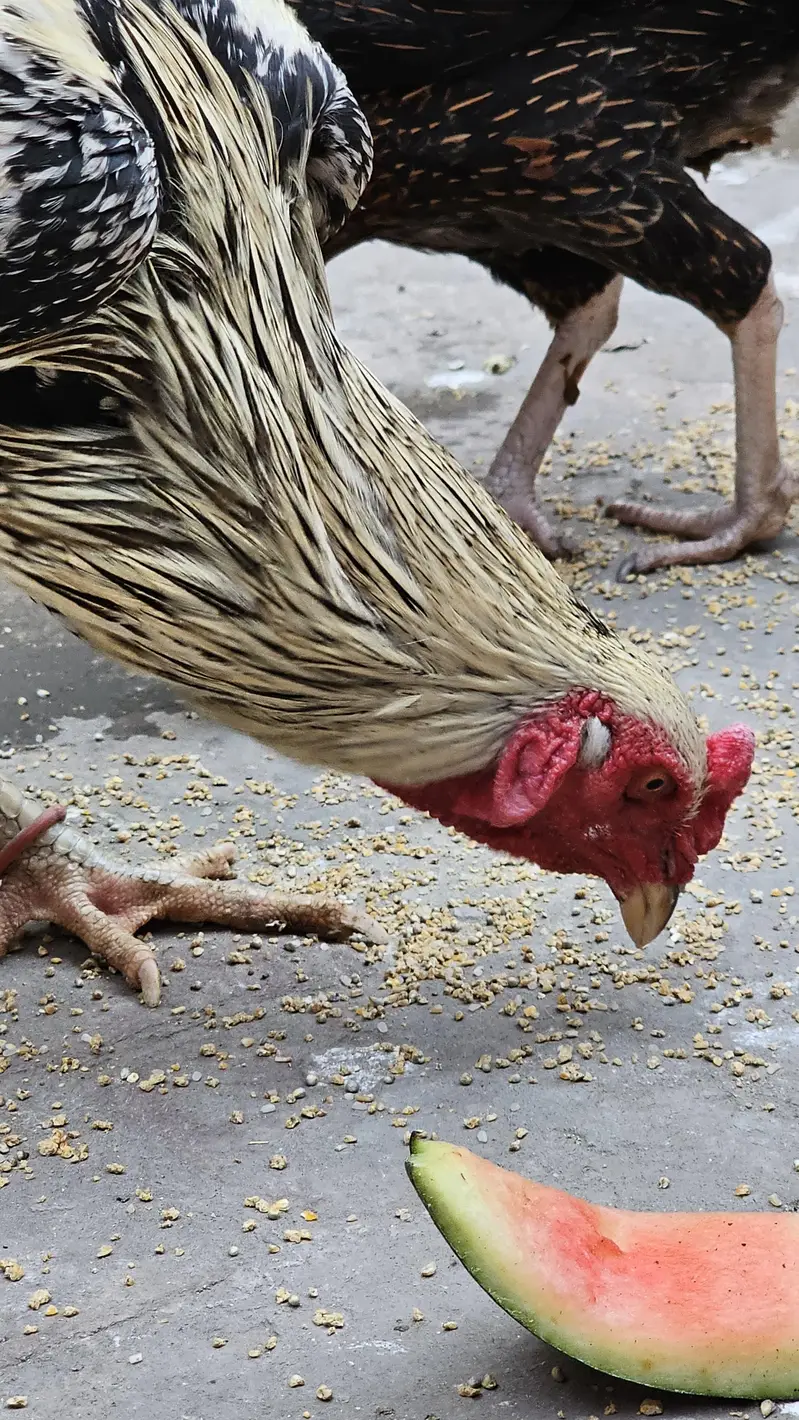 Pure Aseel Ugent Sale Breeder — photo 4