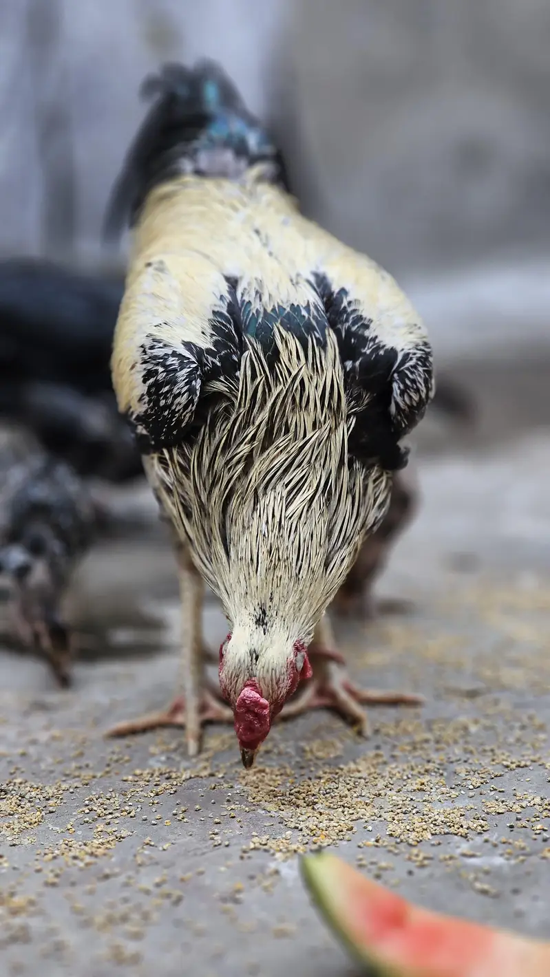 Pure Aseel Ugent Sale Breeder — photo 5