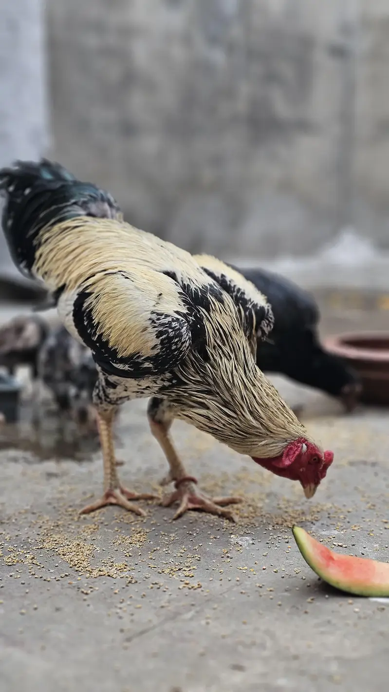 Pure Aseel Ugent Sale Breeder — photo 6