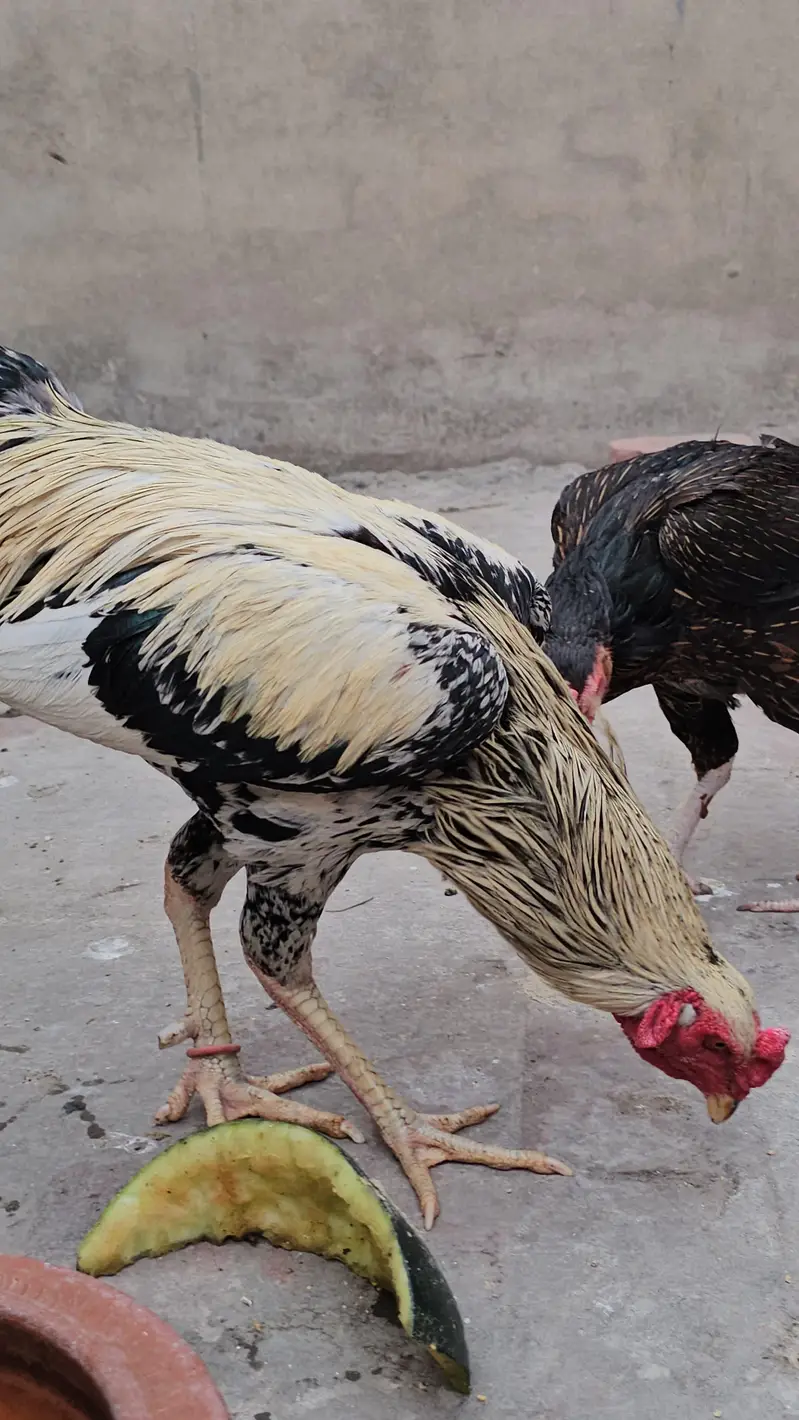 Pure Aseel Ugent Sale Breeder — photo 7