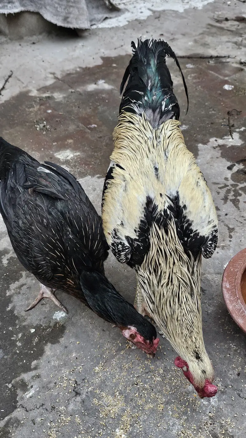 Pure Aseel Ugent Sale Breeder — photo 8