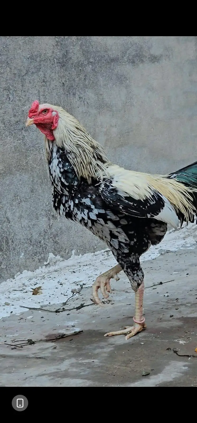 Pure Aseel Ugent Sale Breeder — photo 9