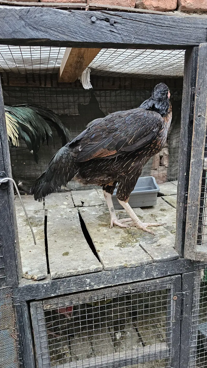 Pure Aseel Ugent Sale Breeder — photo 10