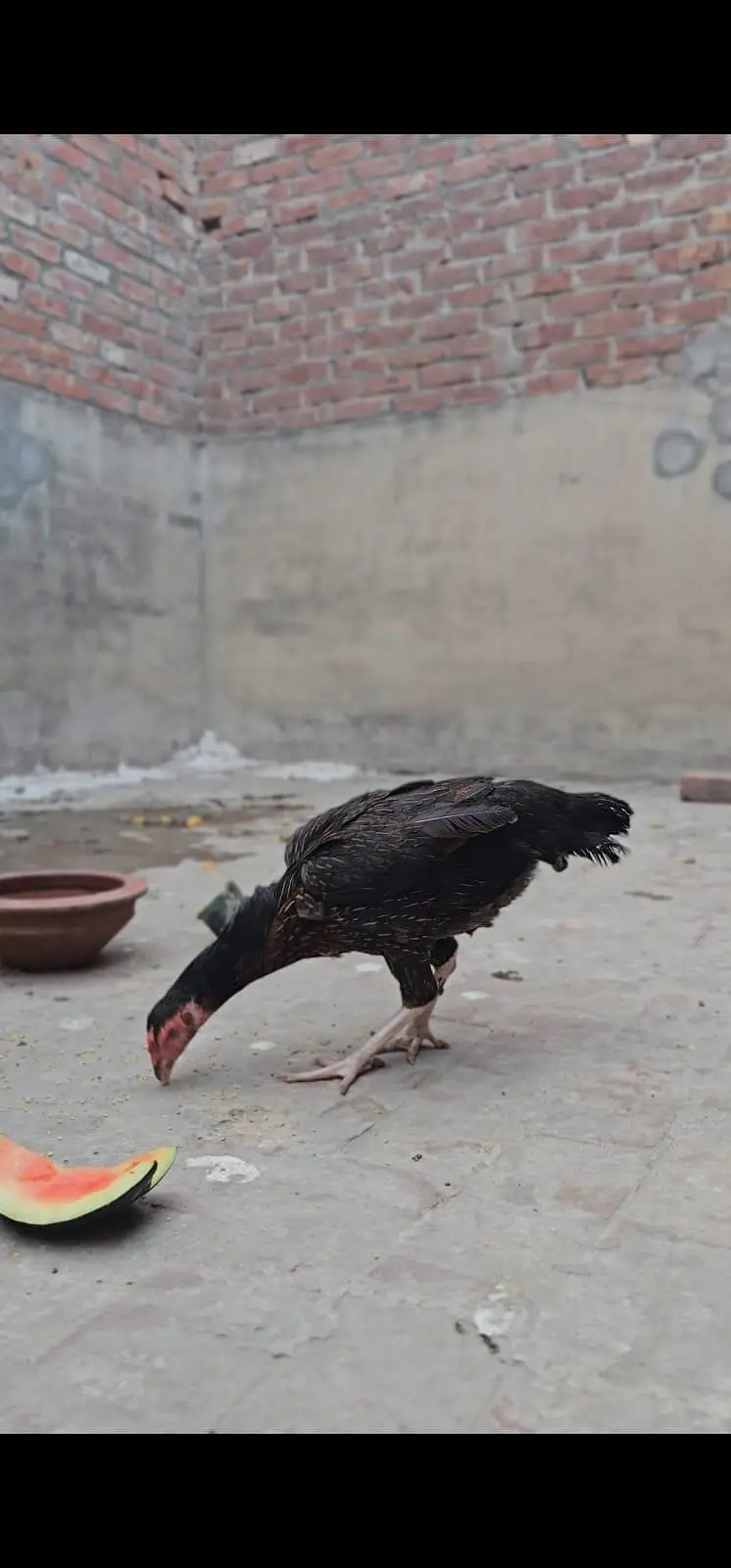 Pure Aseel Ugent Sale Breeder — photo 11