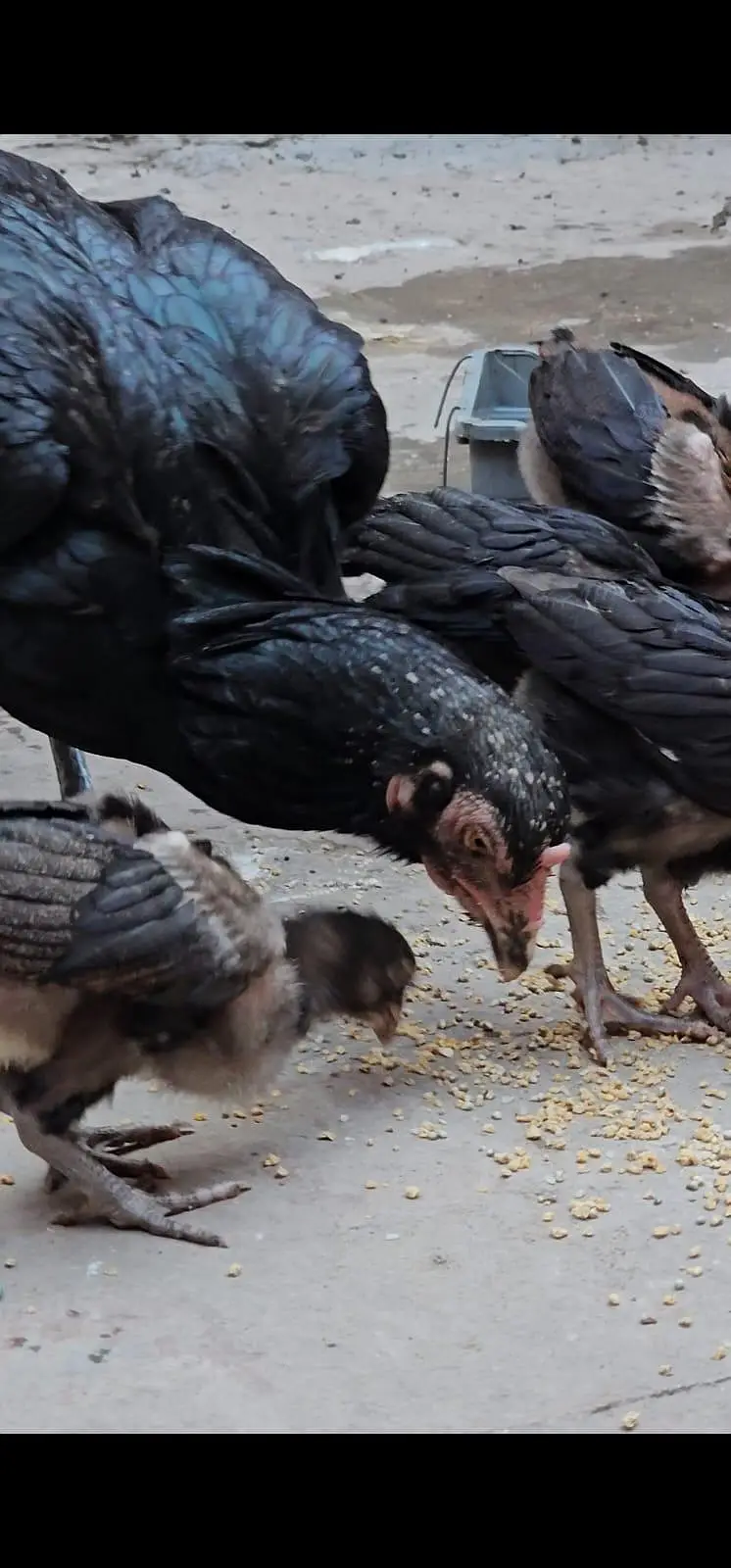 Pure Aseel Ugent Sale Breeder — photo 12