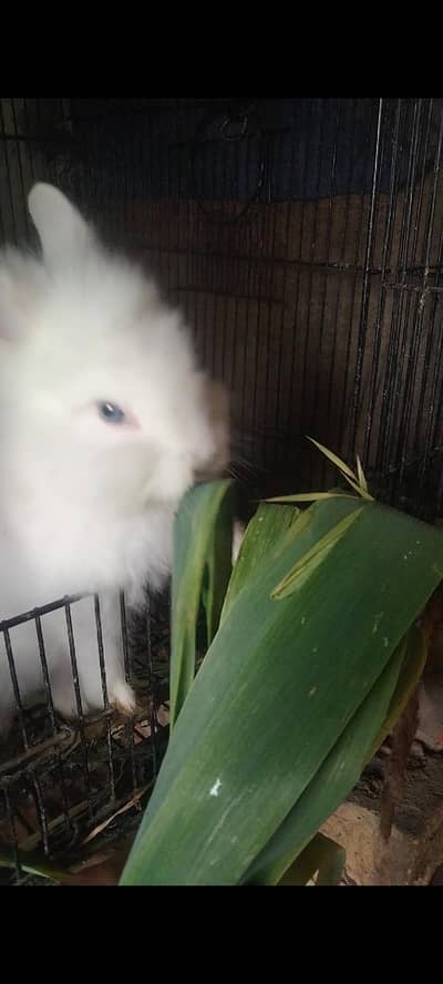 lion head rabbit babies