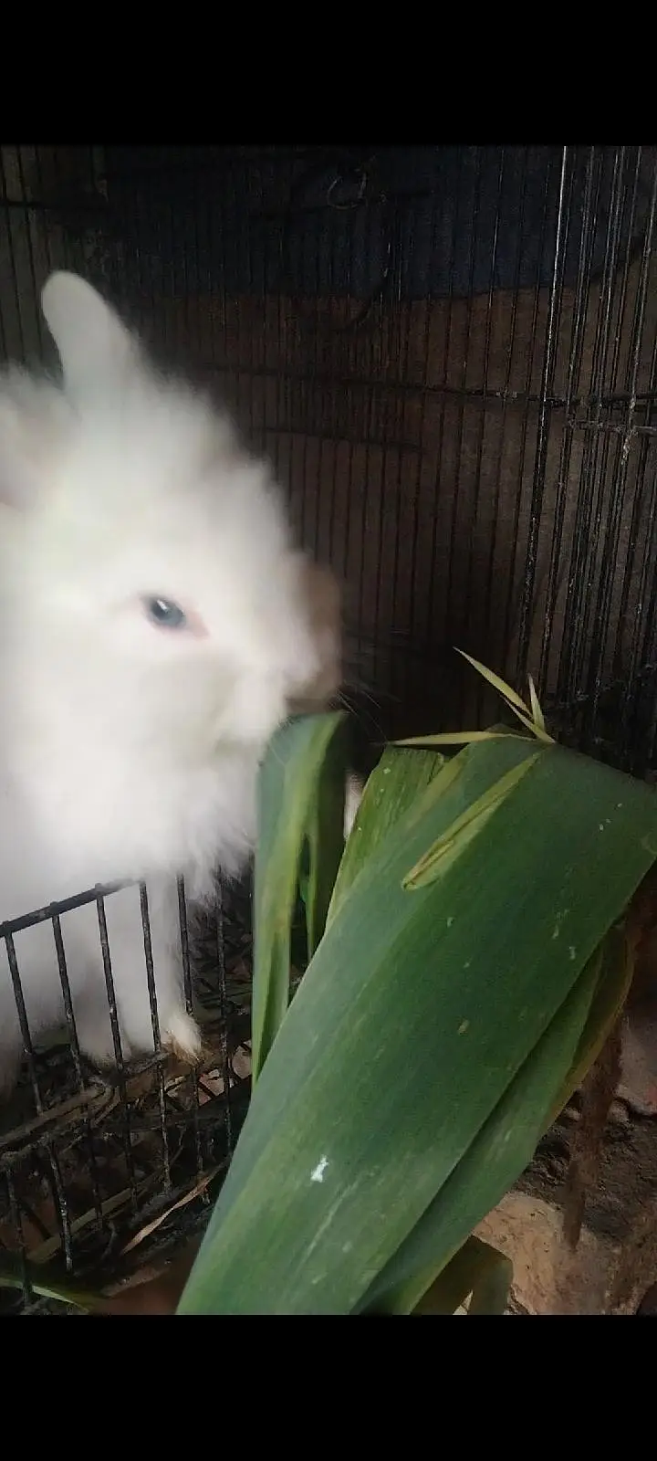 white Rabbit /leon head Rabbit  | baby Bunnies /khargosh_Fancy Rabbits — photo 6