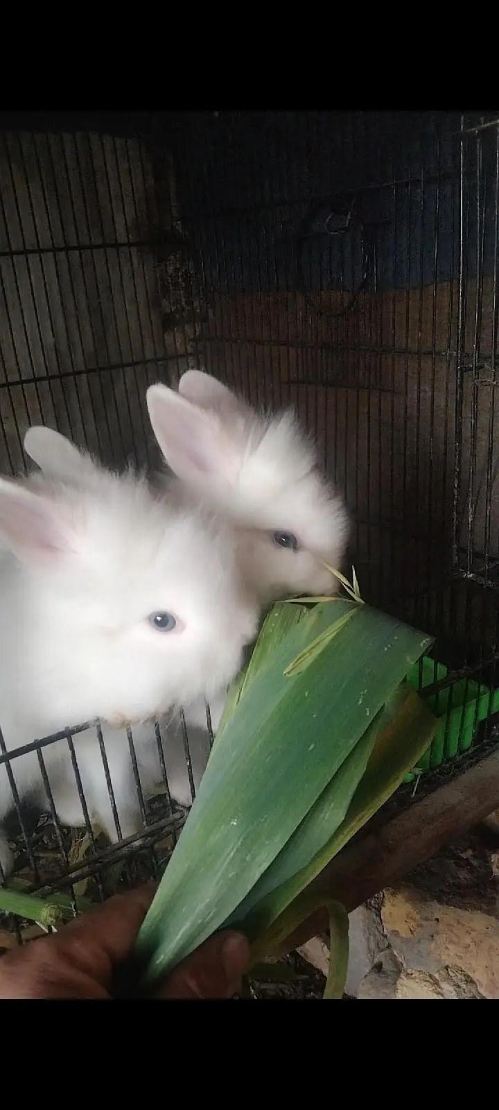 white Rabbit /leon head Rabbit  | baby Bunnies /khargosh_Fancy Rabbits — photo 2