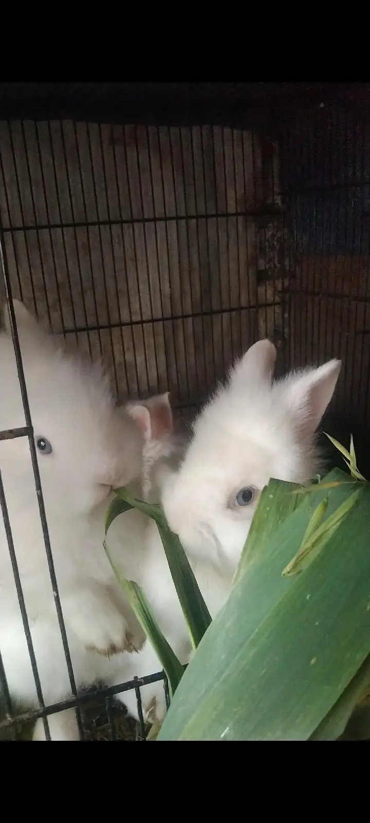 white Rabbit /leon head Rabbit  | baby Bunnies /khargosh_Fancy Rabbits — photo 3