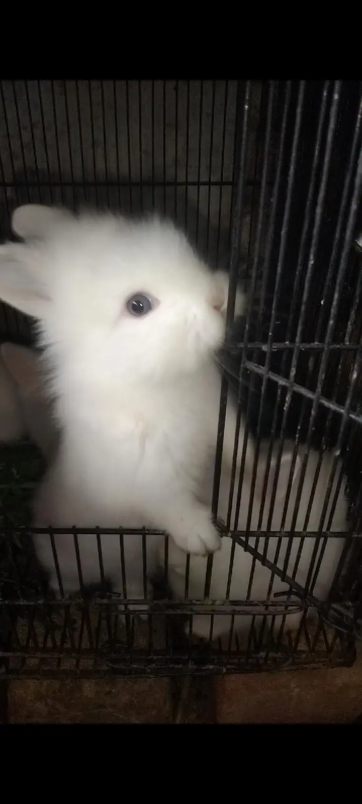 white Rabbit /leon head Rabbit  | baby Bunnies /khargosh_Fancy Rabbits — photo 5