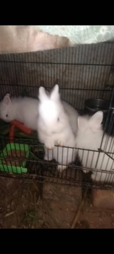 white Rabbit /leon head Rabbit  | baby Bunnies /khargosh_Fancy Rabbits
