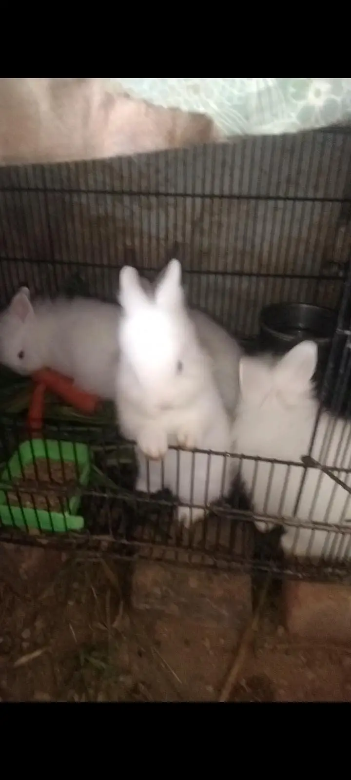 white Rabbit /leon head Rabbit  | baby Bunnies /khargosh_Fancy Rabbits