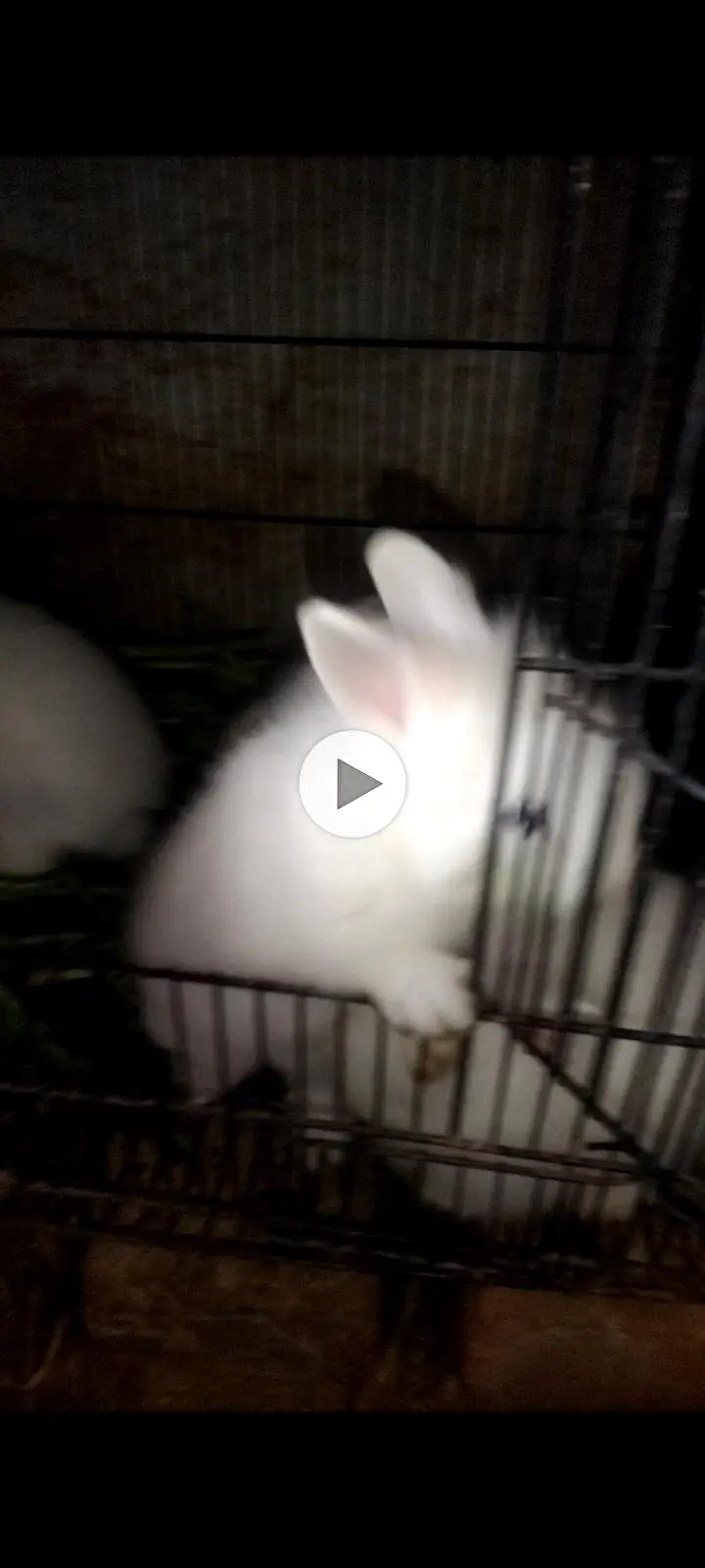 white Rabbit /leon head Rabbit  | baby Bunnies /khargosh_Fancy Rabbits — photo 7