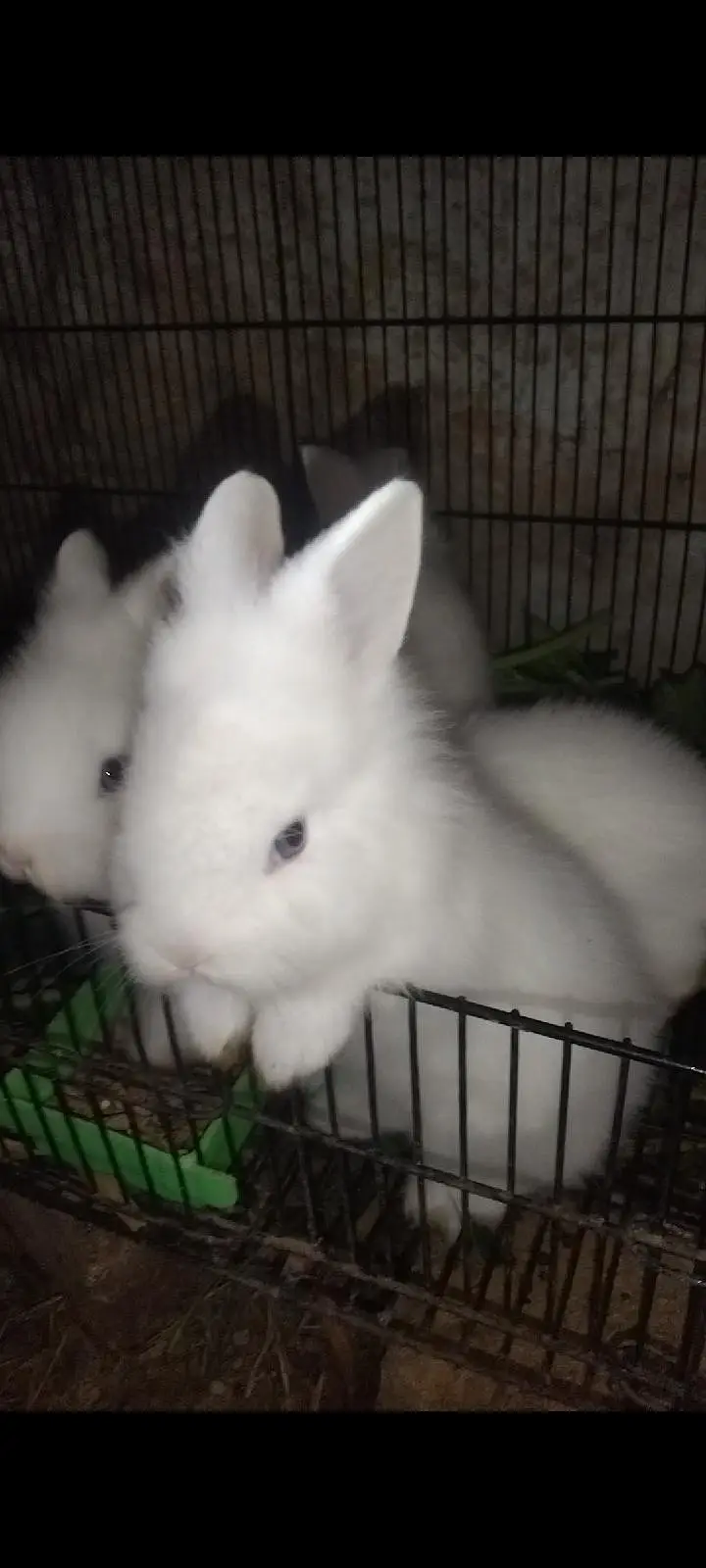 white Rabbit /leon head Rabbit  | baby Bunnies /khargosh_Fancy Rabbits — photo 8