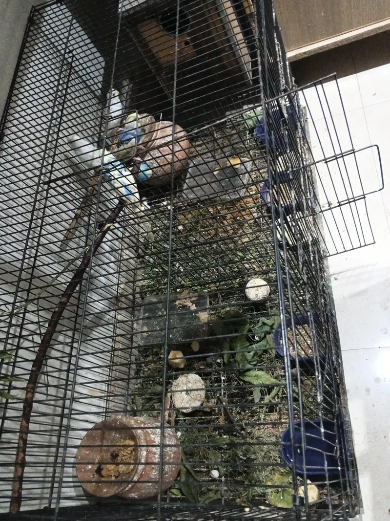 Australian Budgies  for sale with cage