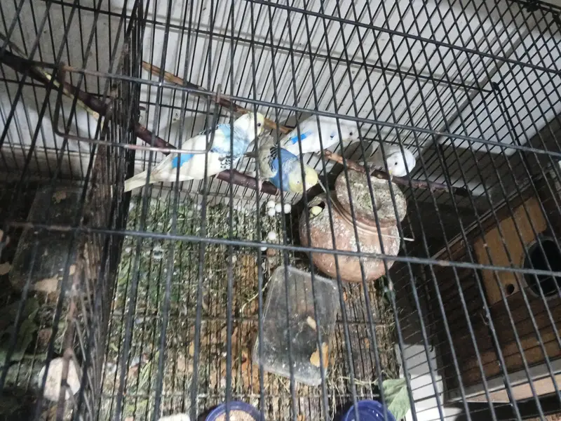 Australian Budgies  for sale with cage — photo 2