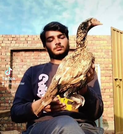 amroha lasani cross or peeli female