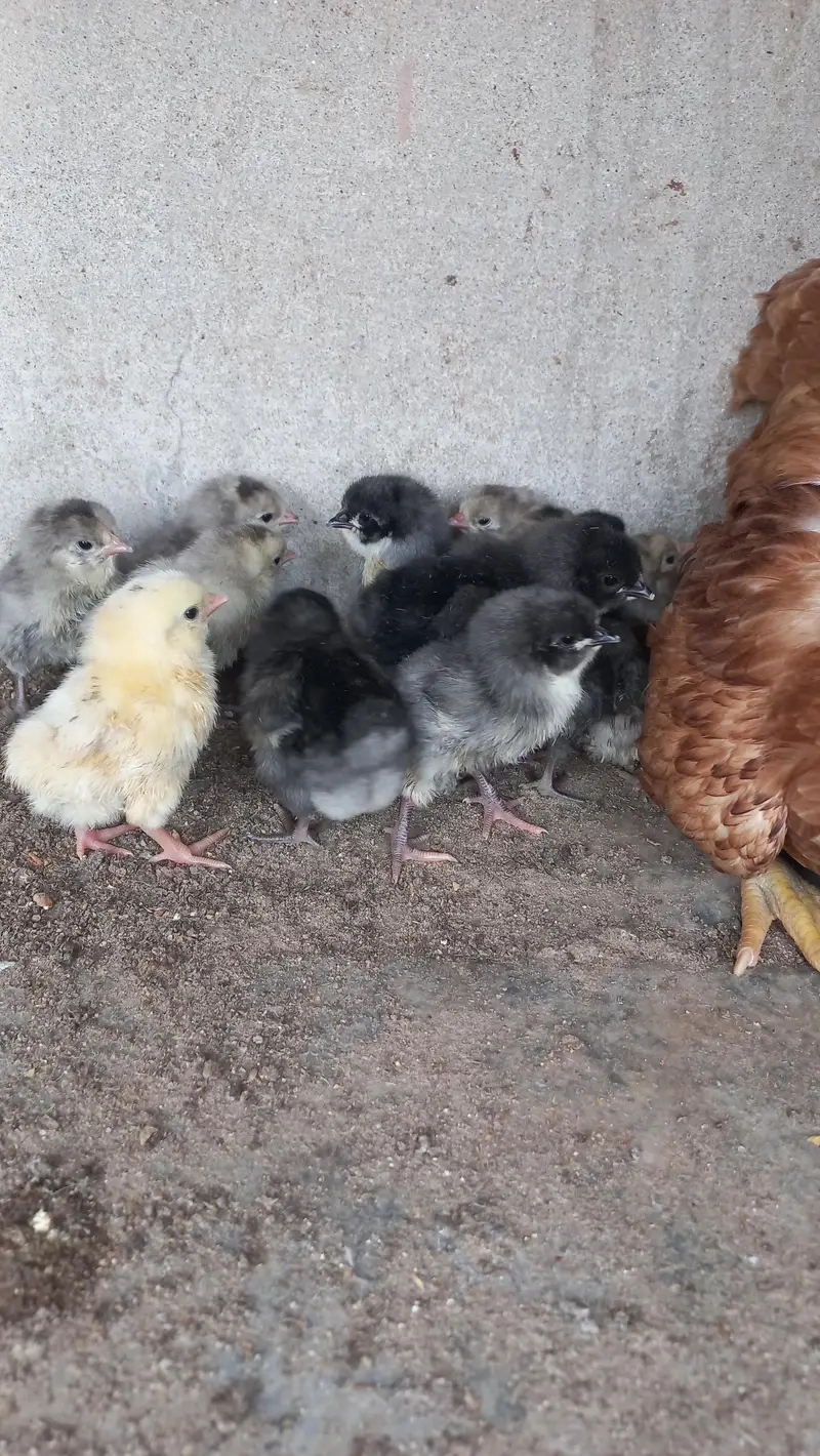 Australorp Heritage - white, black and blue Eggs and chicks for sale — photo 6