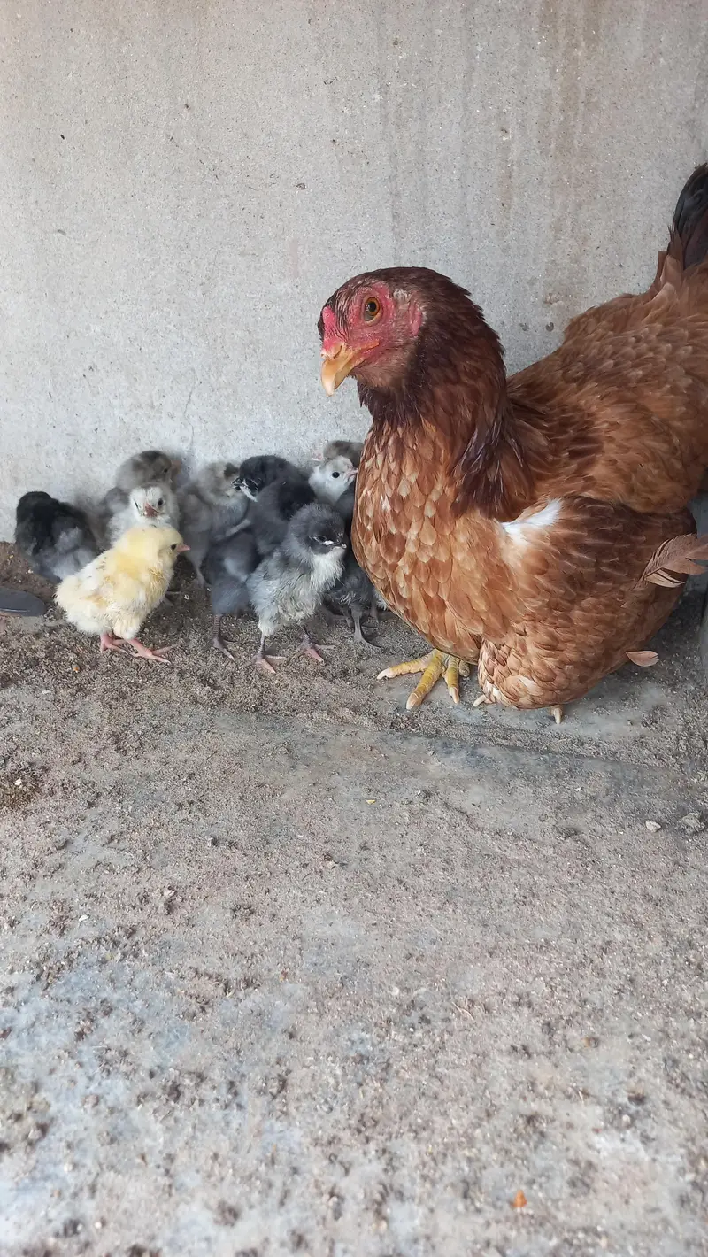 Australorp Heritage - white, black and blue Eggs and chicks for sale — photo 5