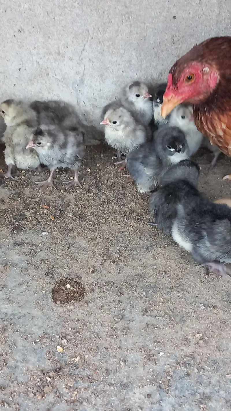 Australorp Heritage - white, black and blue Eggs and chicks for sale — photo 3
