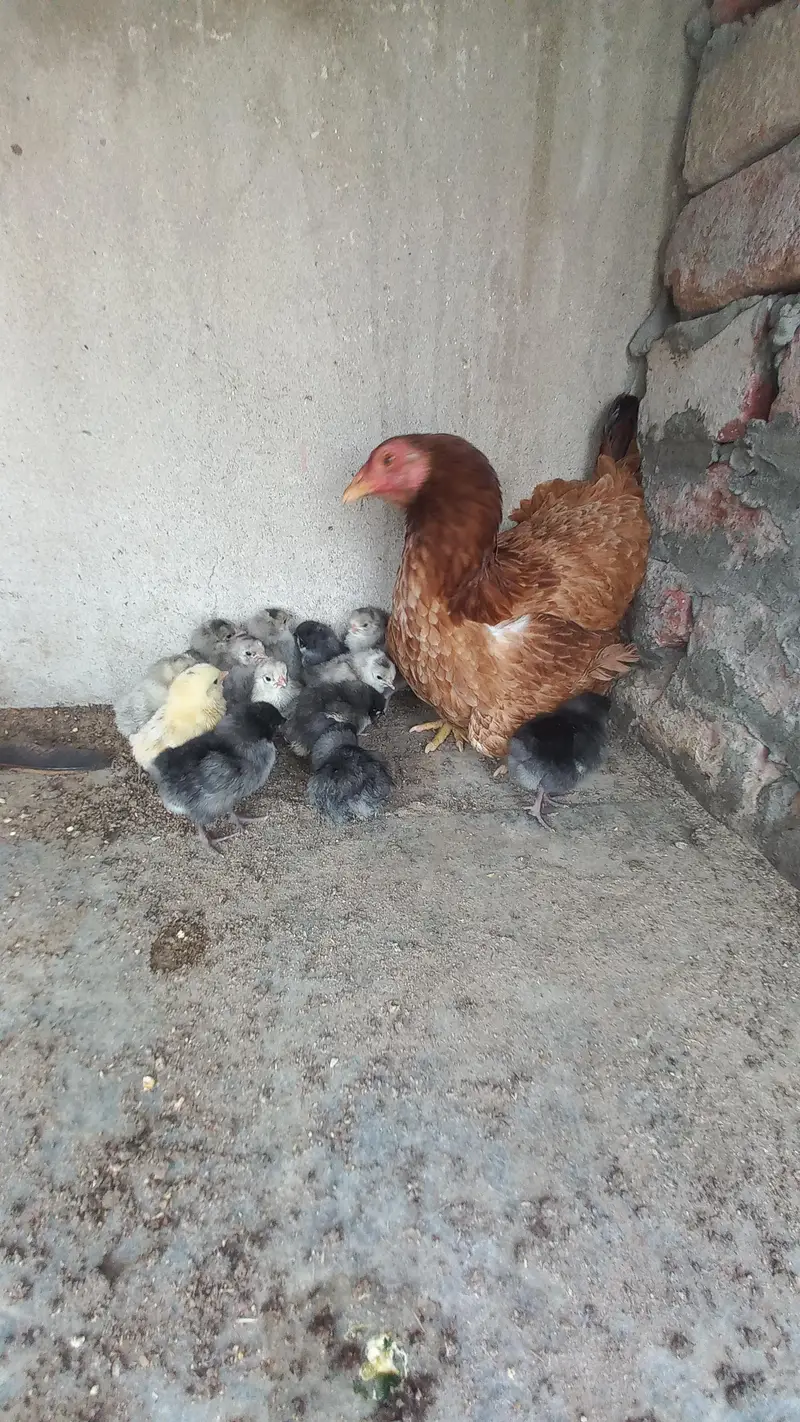 Australorp Heritage - white, black and blue Eggs and chicks for sale — photo 7