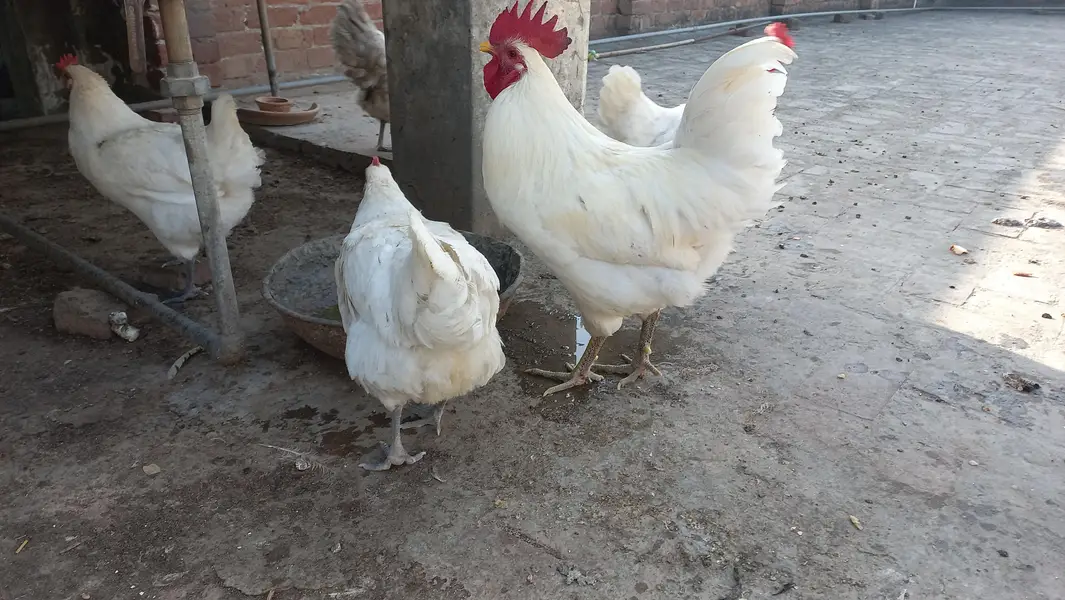 Australorp Heritage - white, black and blue Eggs and chicks for sale