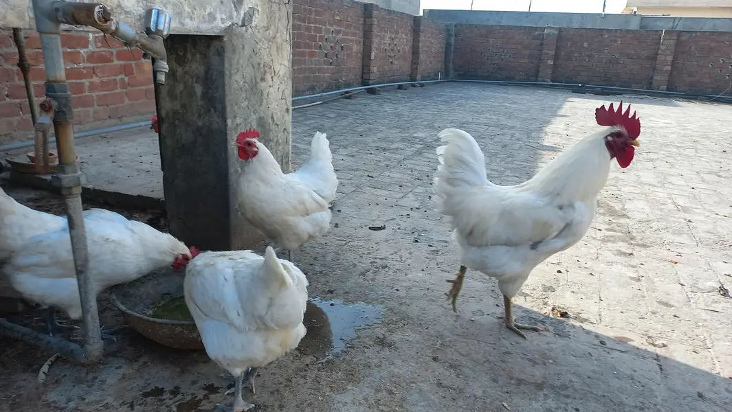 Australorp Heritage - white, black and blue Eggs and chicks for sale — photo 4