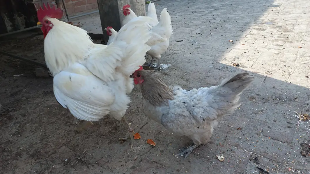 Australorp Heritage - white, black and blue Eggs and chicks for sale — photo 2