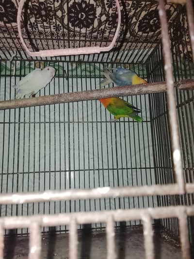 love birds