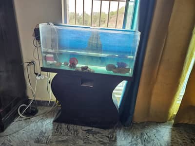 Equarium with telescope eyes Goldfish