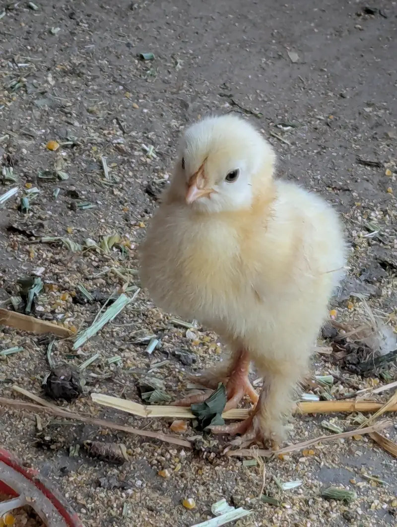 Golden buff and White buff Chicks and Eggs | 03098286027 — photo 3
