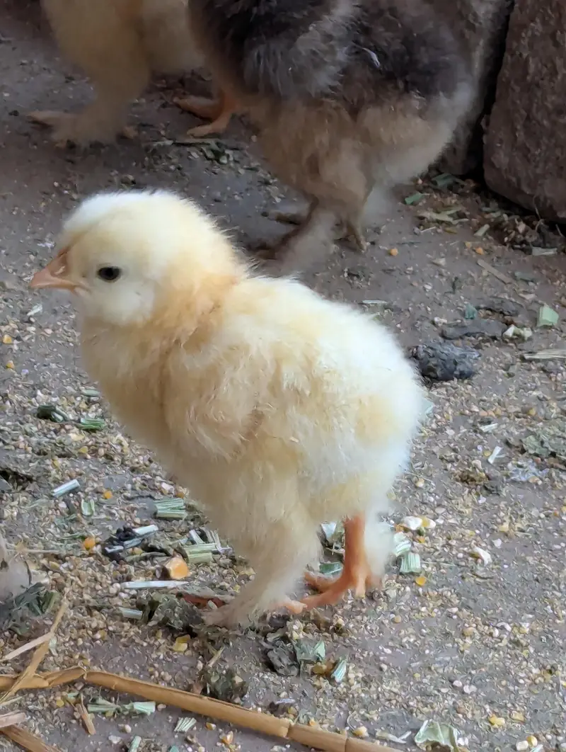 Golden buff and White buff Chicks and Eggs | 03098286027 — photo 5