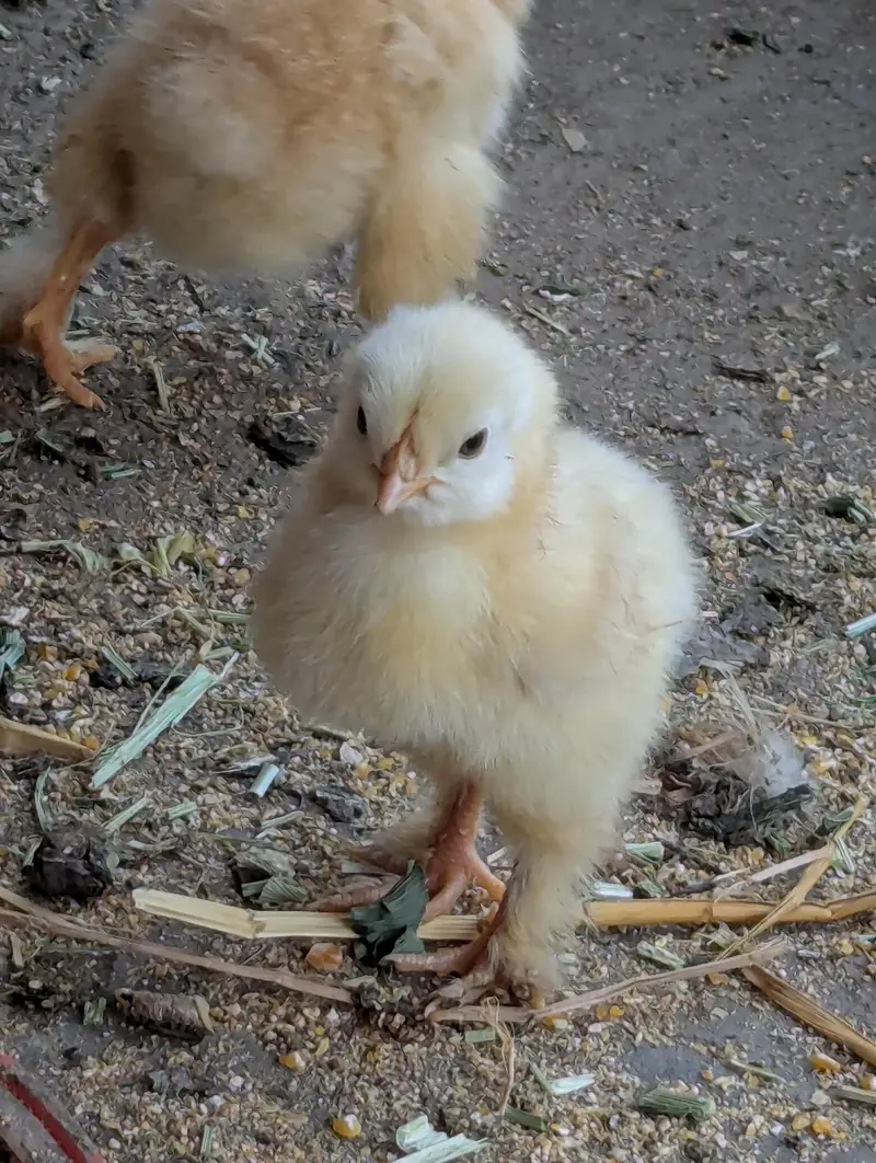 Golden buff and White buff Chicks and Eggs | 03098286027 — photo 6