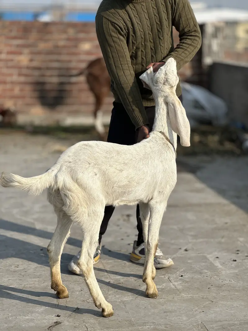 Rajan pur bakri — photo 2