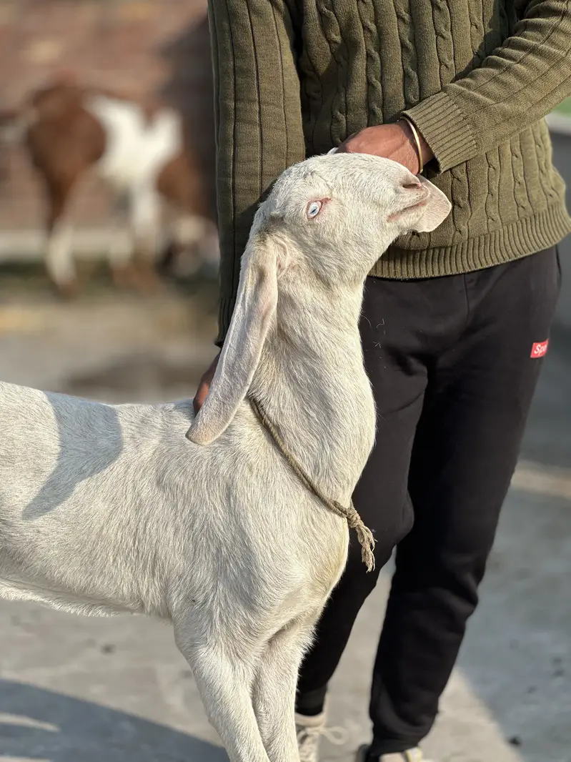 Rajan pur bakri — photo 3