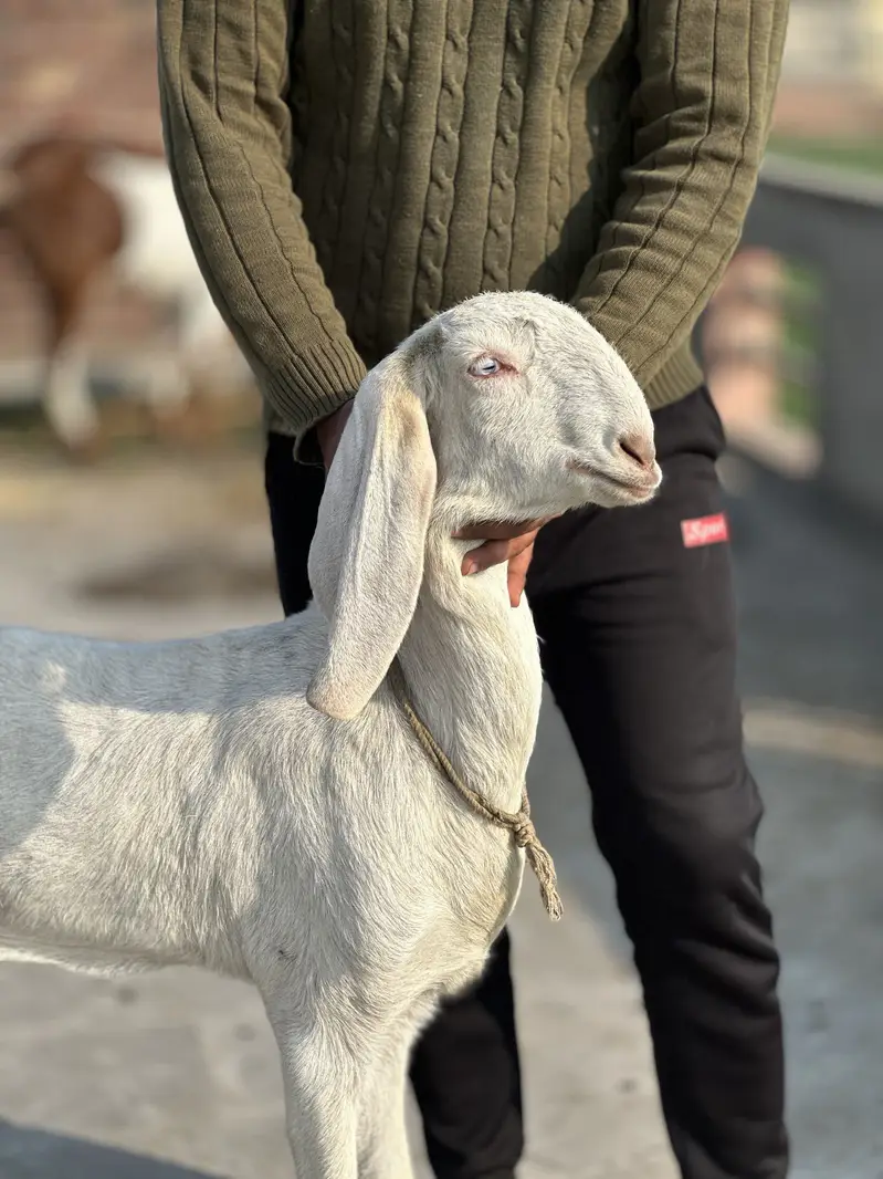 Rajan pur bakri — photo 4