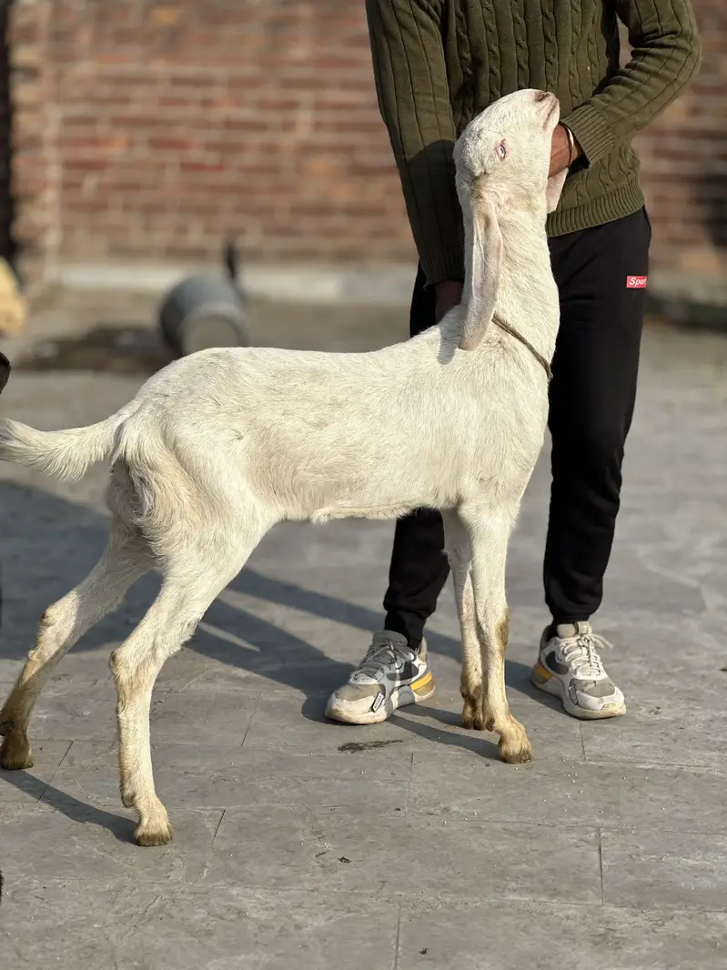 Rajan pur bakri — photo 5