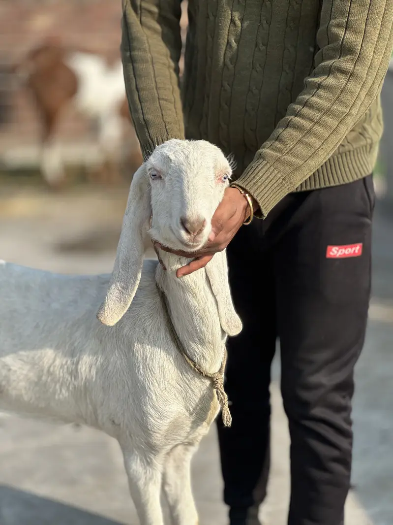 Rajan pur bakri — photo 6