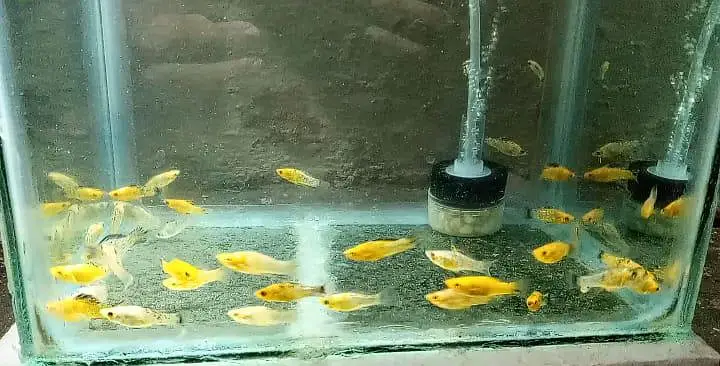 Molly, flourcen Tetra