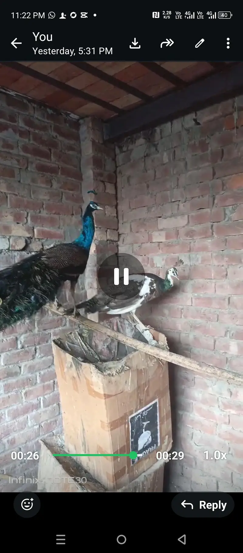 blue shoulder peacock