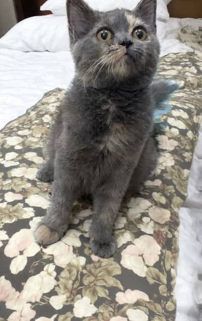 British Shorthair