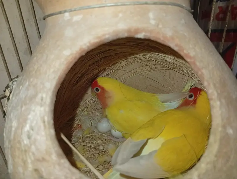 Cockatie & Love Birds Breeder Pairs Available For sale — photo 7