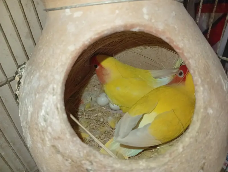 Cockatie & Love Birds Breeder Pairs Available For sale — photo 8