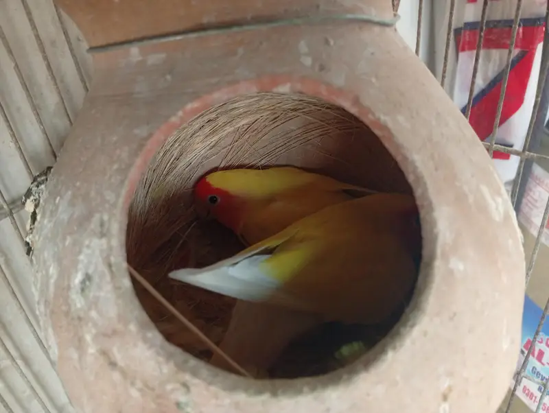 Cockatie & Love Birds Breeder Pairs Available For sale — photo 9