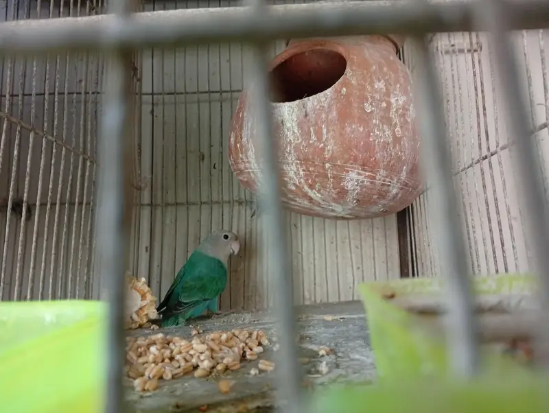 Cockatie & Love Birds Breeder Pairs Available For sale — photo 10