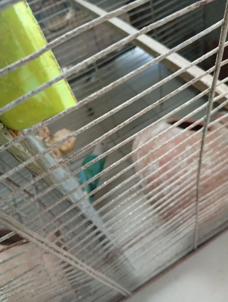 Cockatie & Love Birds Breeder Pairs Available For sale — photo 11