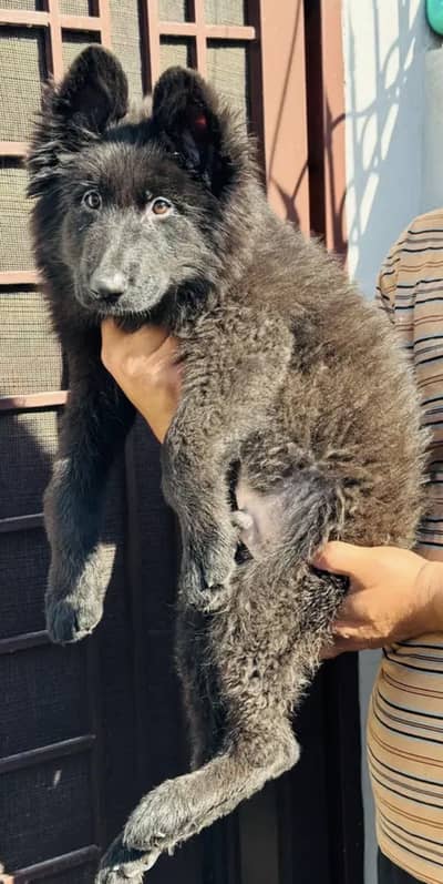 Black long coat german shepherd