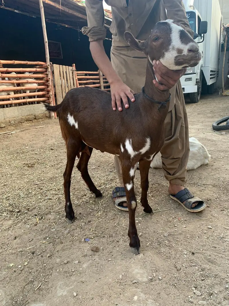 Bakri 4 dant